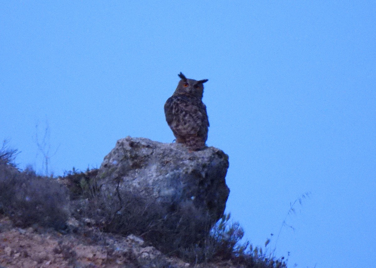 Eurasian Eagle-Owl - ML567687451