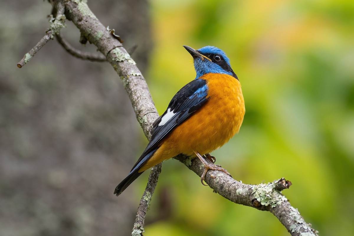 Blue-capped Rock-Thrush - ML567687991