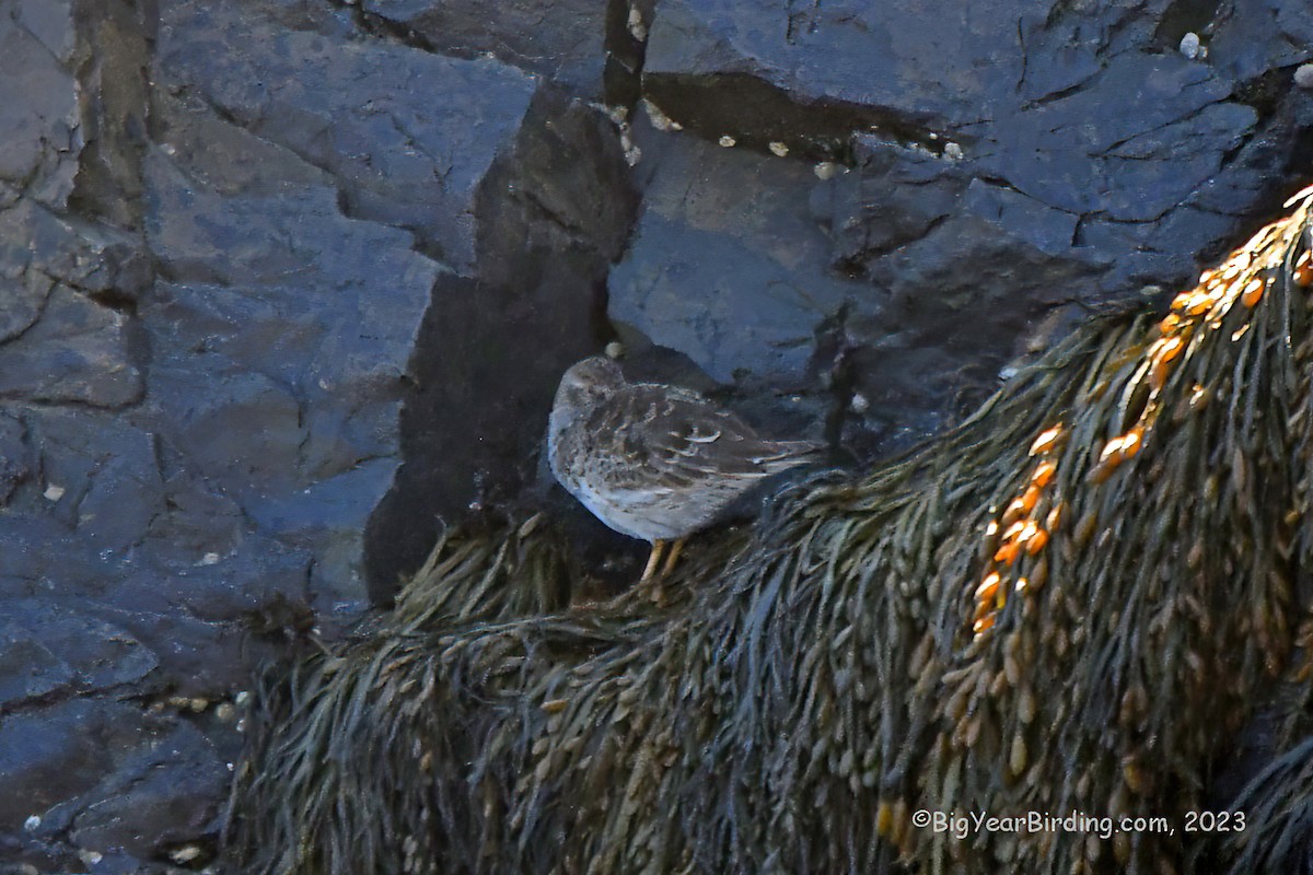 Purple Sandpiper - Ethan Whitaker