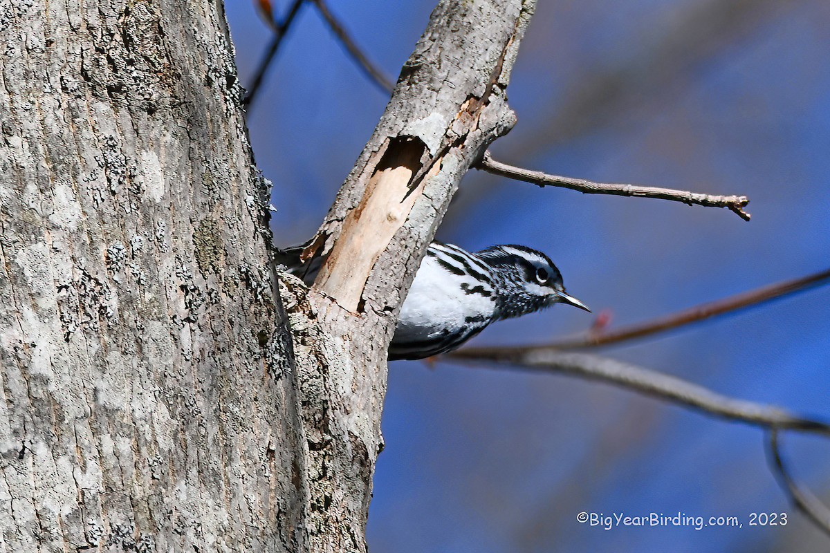Black-and-white Warbler - ML567689151
