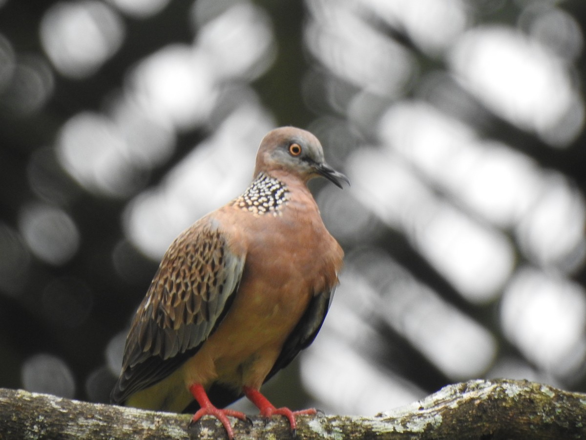 Spotted Dove - ML567689301