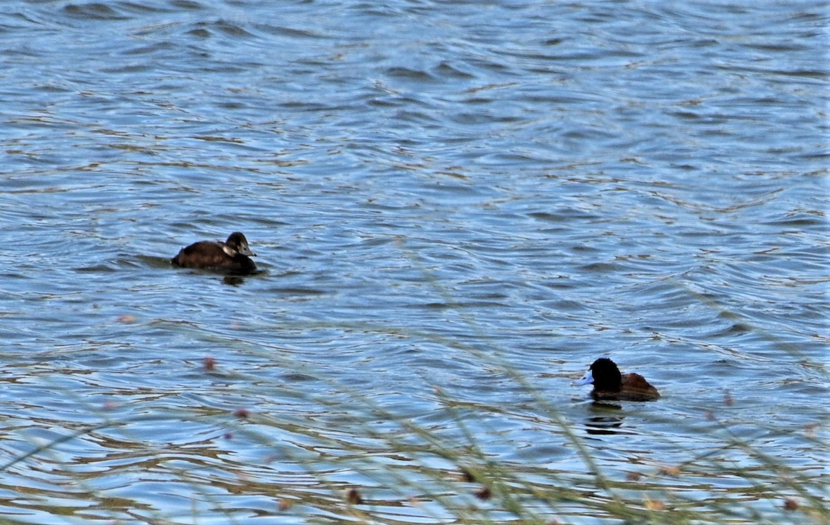 Andean Duck - ML567689361