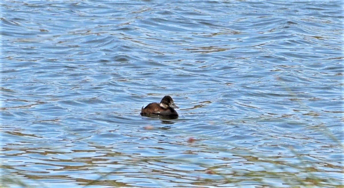 Andean Duck - Marcelo Donoso