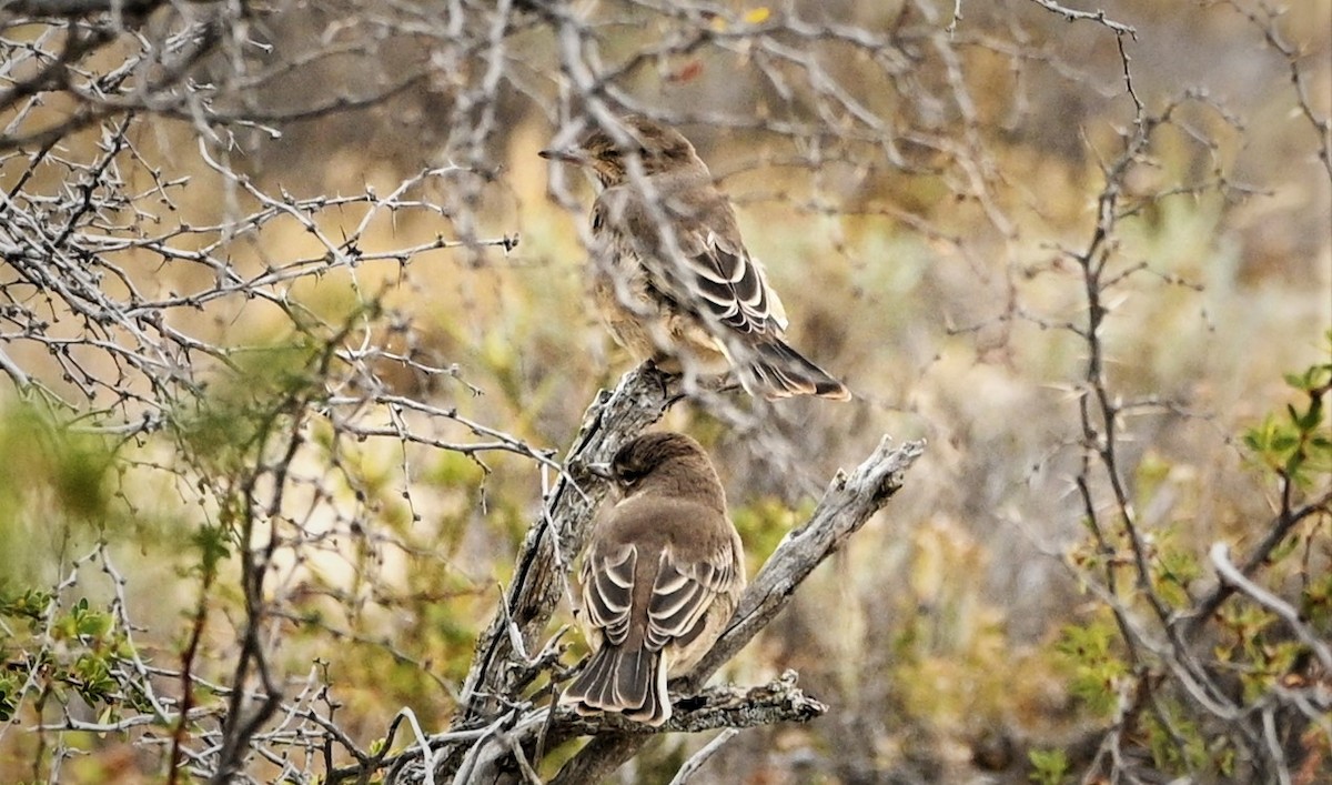 Gray-bellied Shrike-Tyrant - Marcelo Donoso