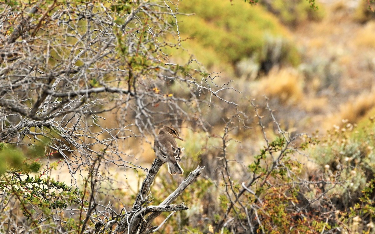 Gray-bellied Shrike-Tyrant - Marcelo Donoso