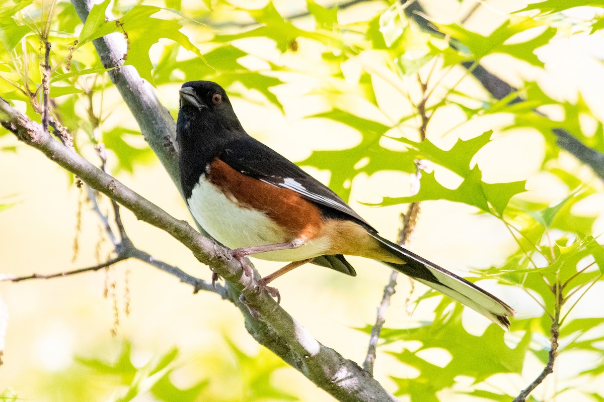 Eastern Towhee - ML567690891