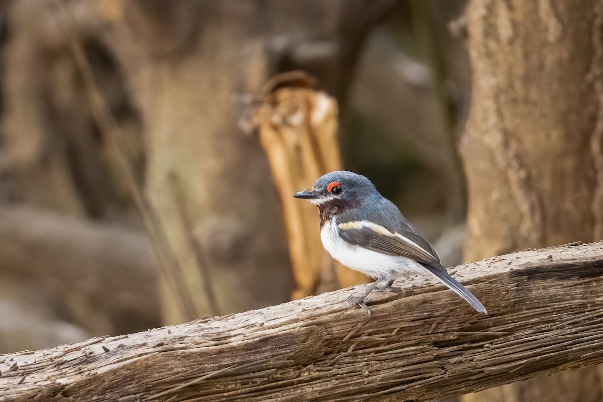 Brown-throated Wattle-eye - ML567691571