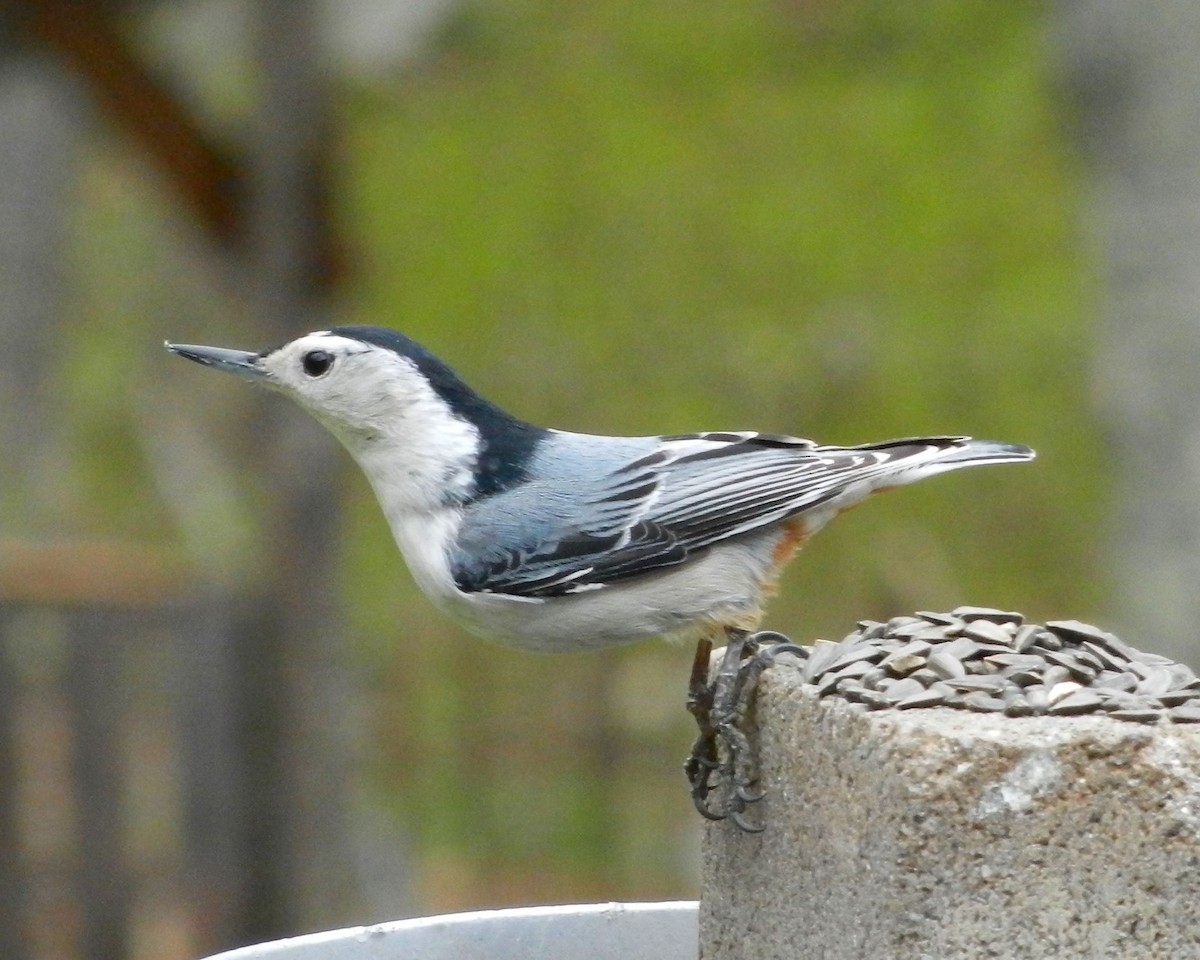 White-breasted Nuthatch - ML56769191
