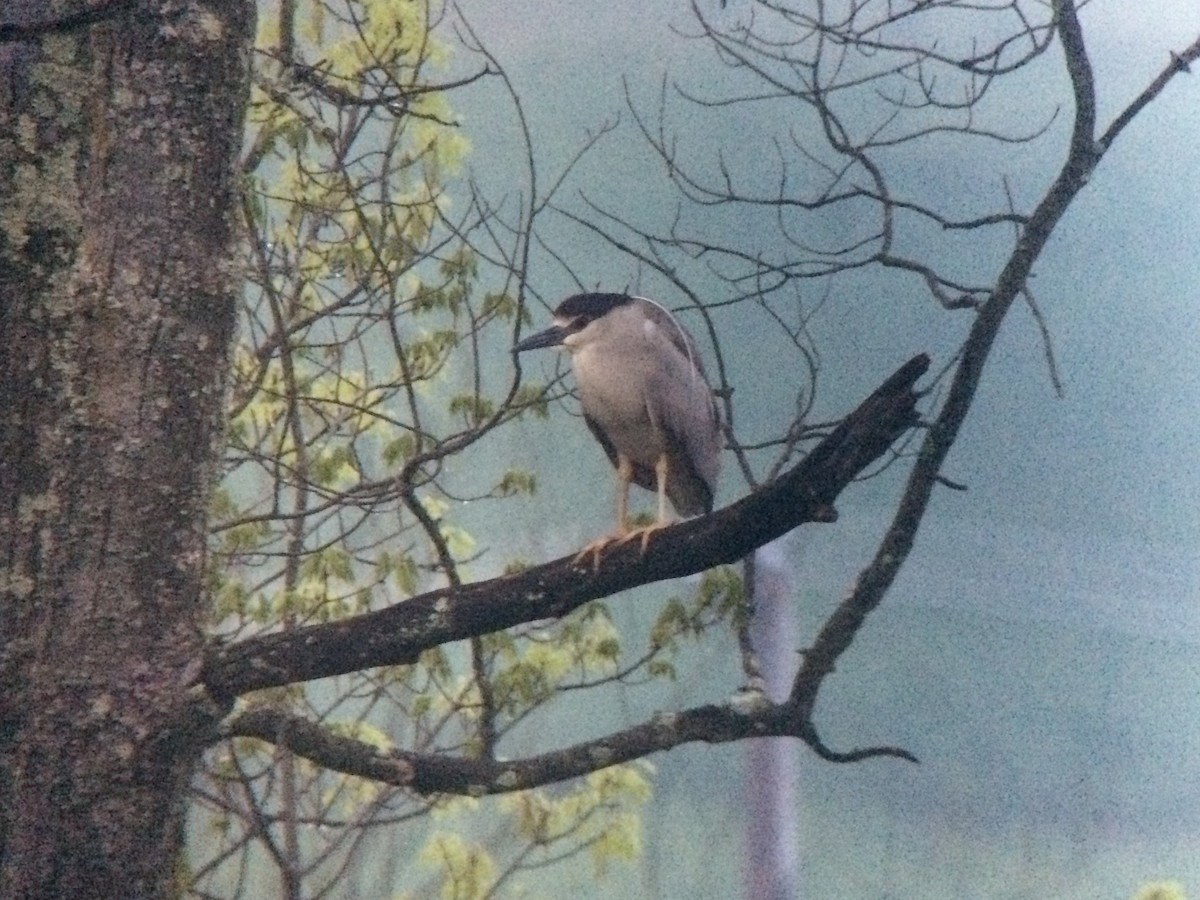 Black-crowned Night Heron - ML56769231