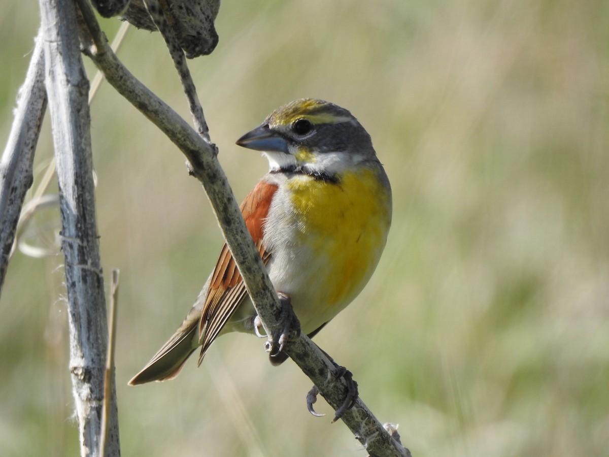 Dickcissel - ML567693241