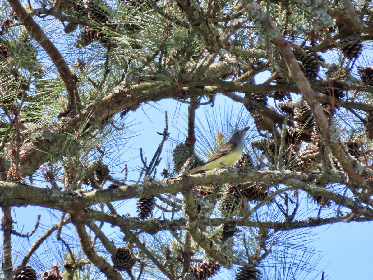 Great Crested Flycatcher - ML567693261