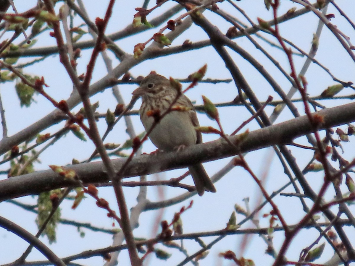 Vesper Sparrow - ML567694731