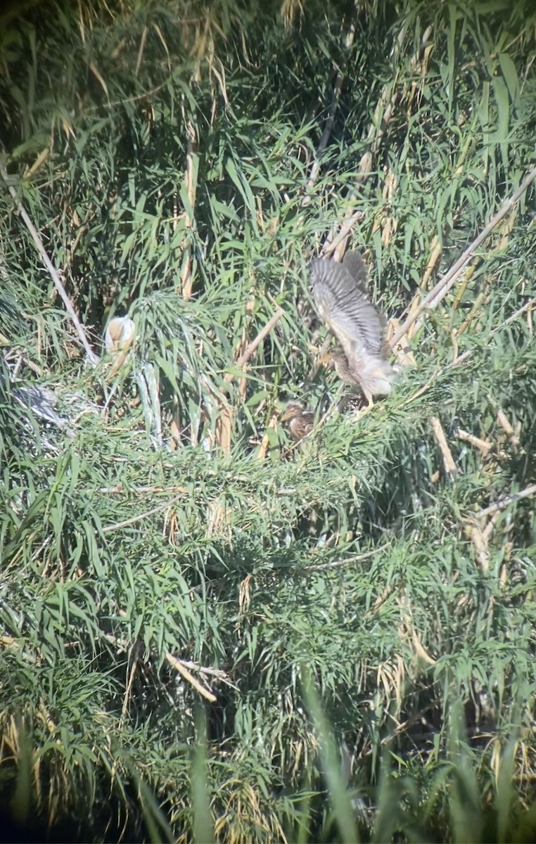 Black-crowned Night Heron - ML567695151