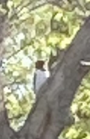 Red-headed Woodpecker - ML567695401