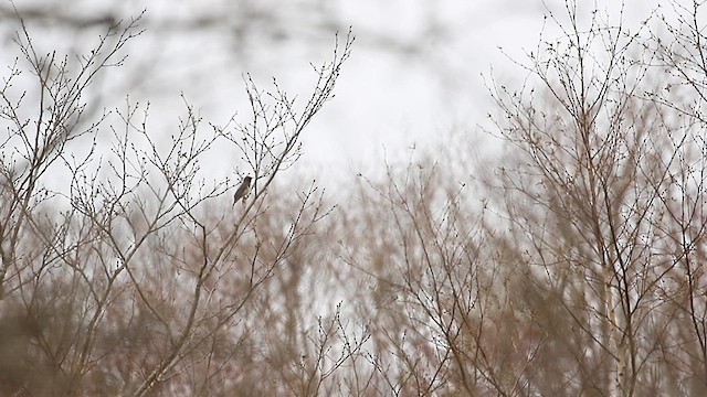 Japanese Thrush - ML567695881