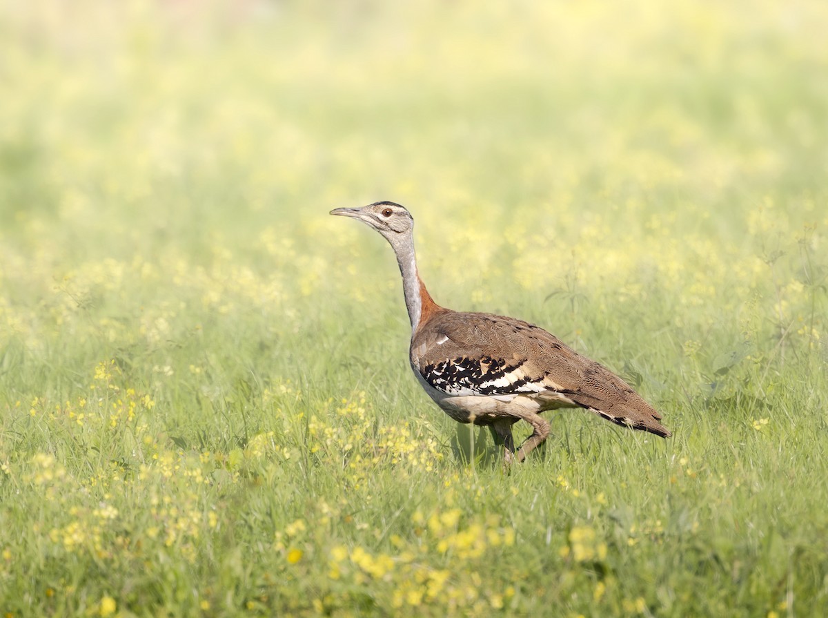 Denham's Bustard - ML567696231