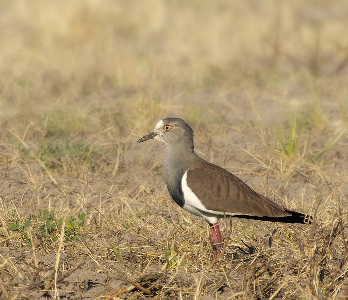 Black-winged Lapwing - ML567696381