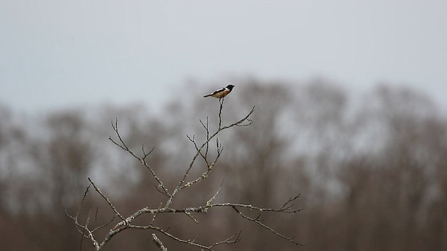 Amur Stonechat - ML567696521