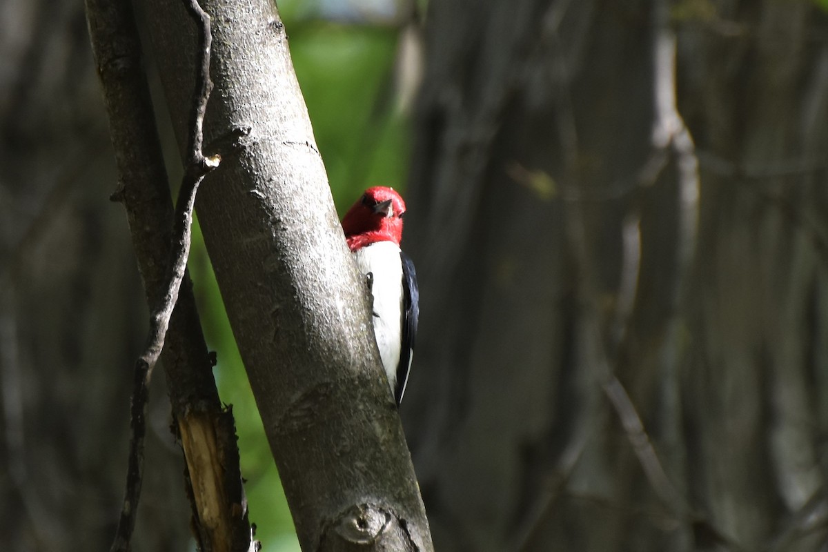 Red-headed Woodpecker - ML567697011