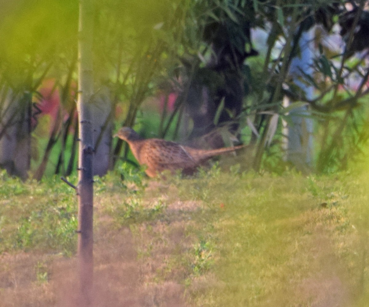 Ring-necked Pheasant - ML56769781