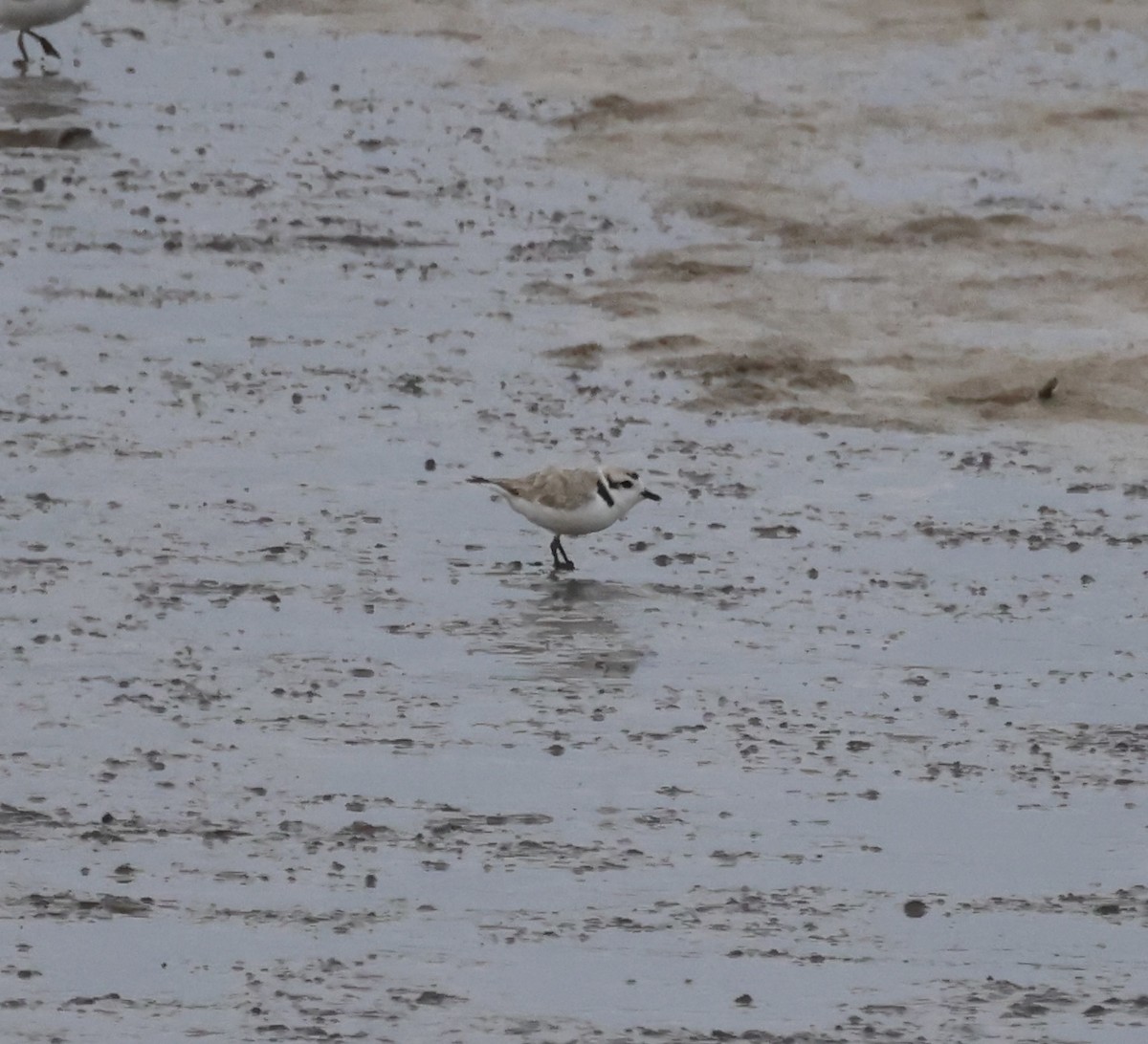 Snowy Plover - Cheryl Rosenfeld