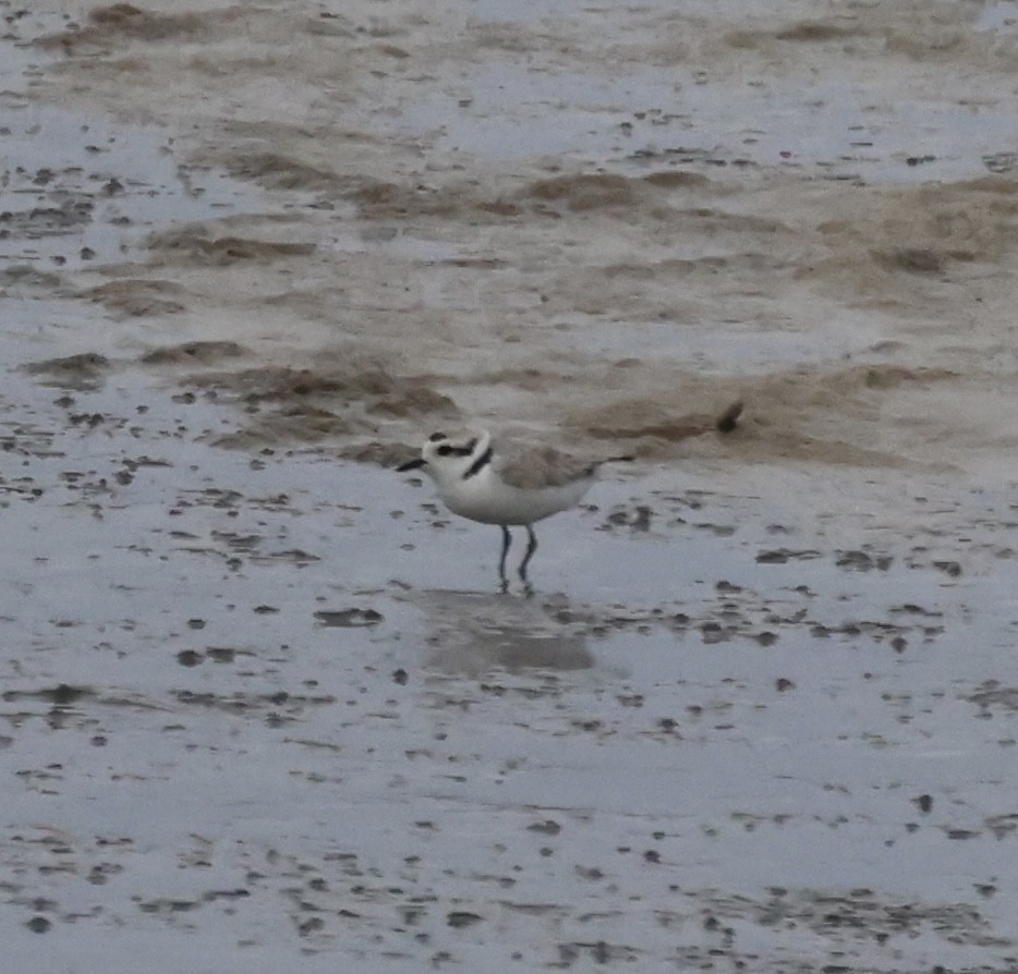 Snowy Plover - Cheryl Rosenfeld