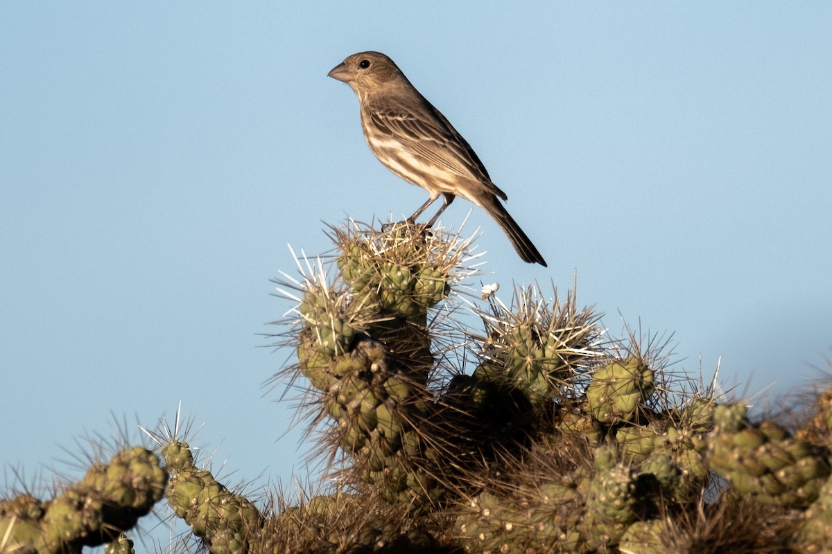 House Finch - Tim Horvath