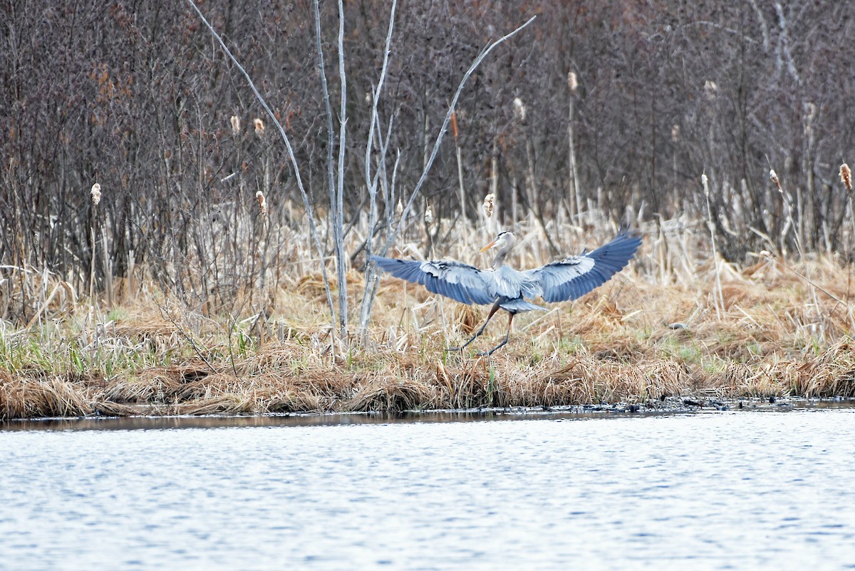 Great Blue Heron - Norma Van Alstine