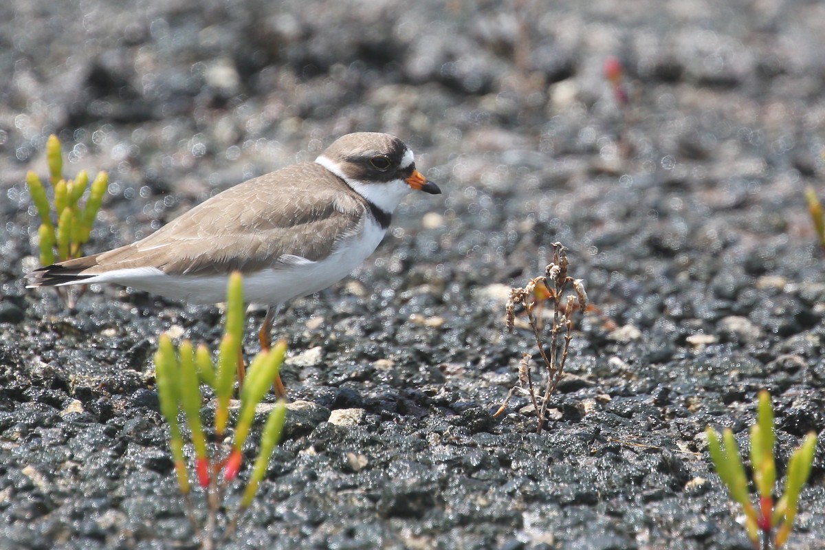 Semipalmated Plover - ML567700041