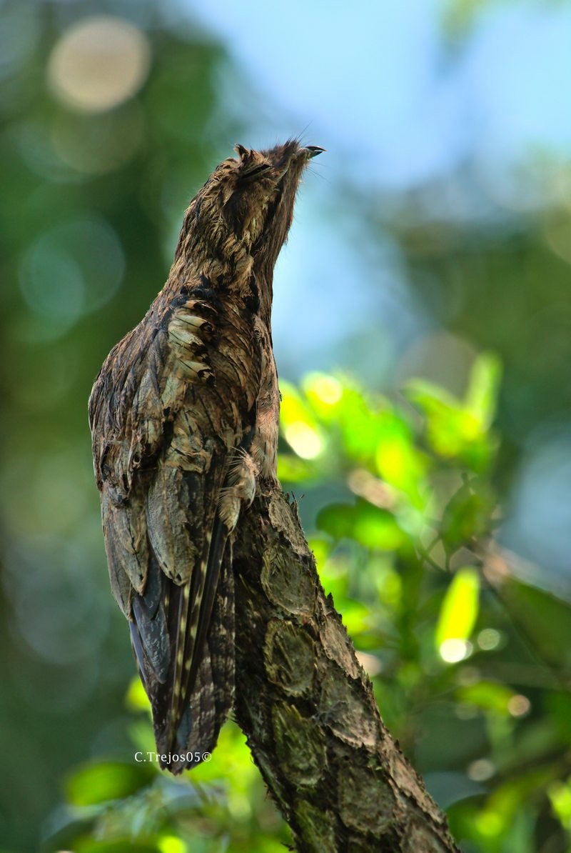 Common Potoo - ML567700411