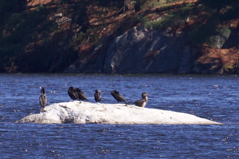 Great Cormorant - ML567701891