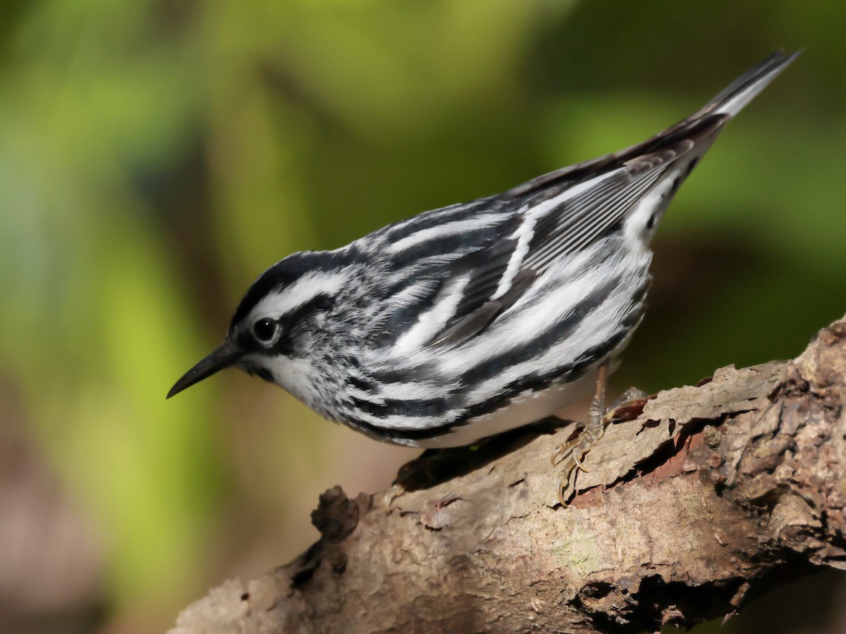 Black-and-white Warbler - ML567703661