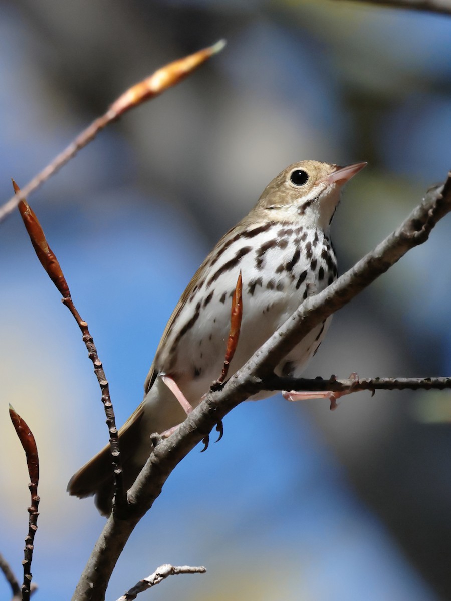 Ovenbird - ML567704121