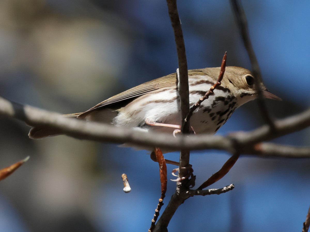 Ovenbird - ML567704161
