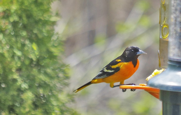 Baltimore Oriole - ML567704451