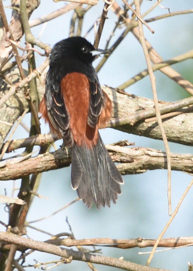 Orchard Oriole - ML567704601