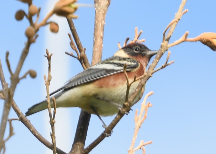 Bay-breasted Warbler - ML567704641