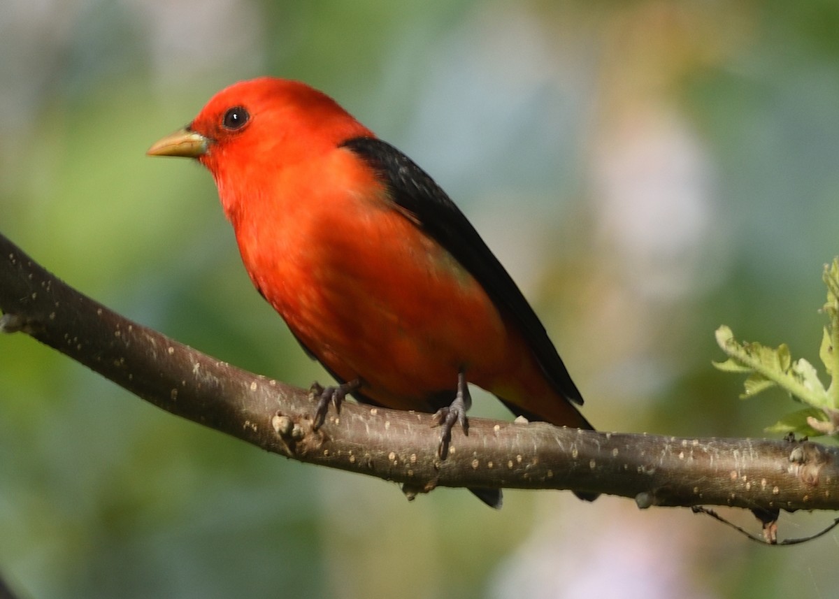 Scarlet Tanager - ML567704671
