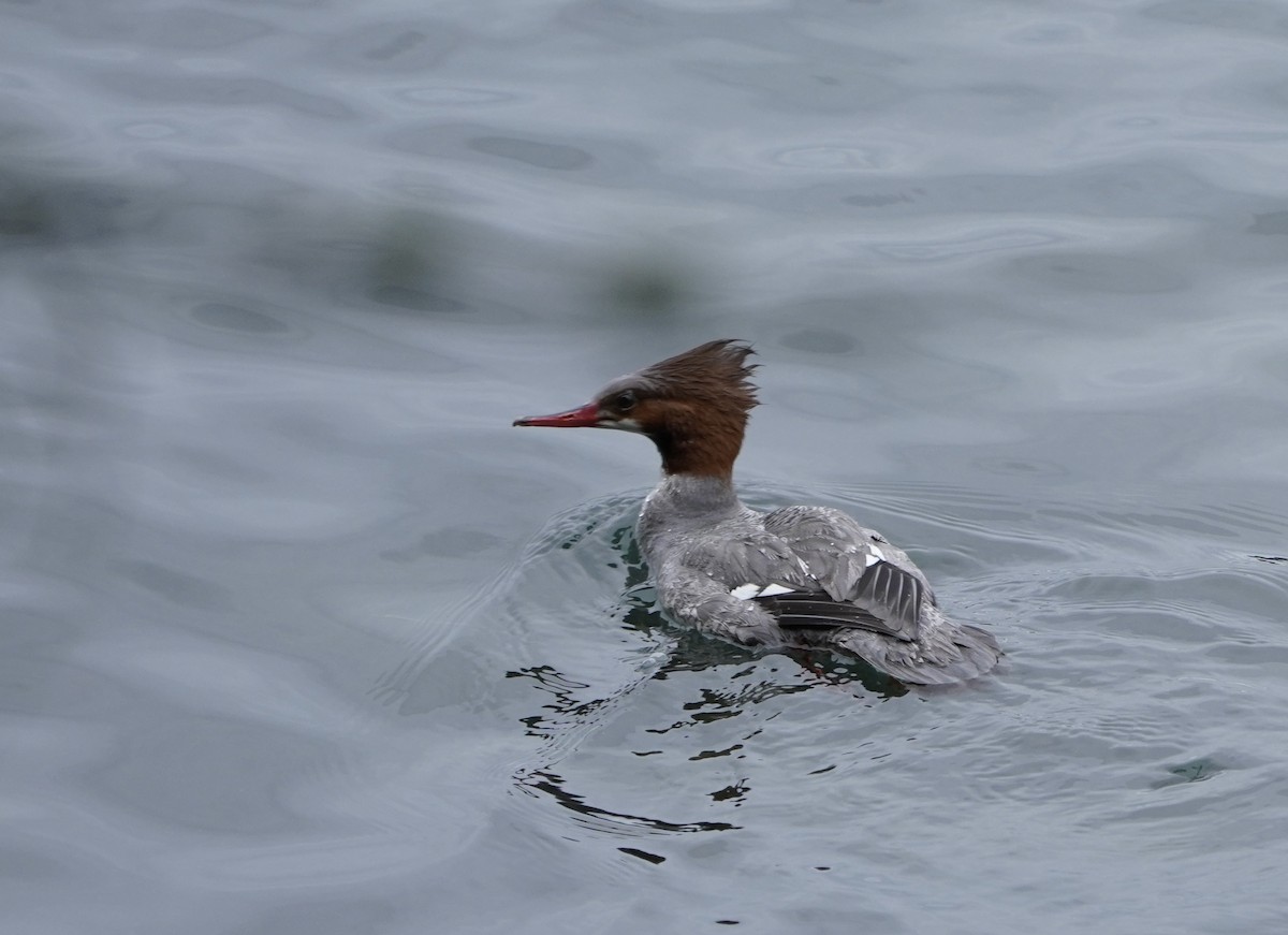 Common Merganser - ML567704781