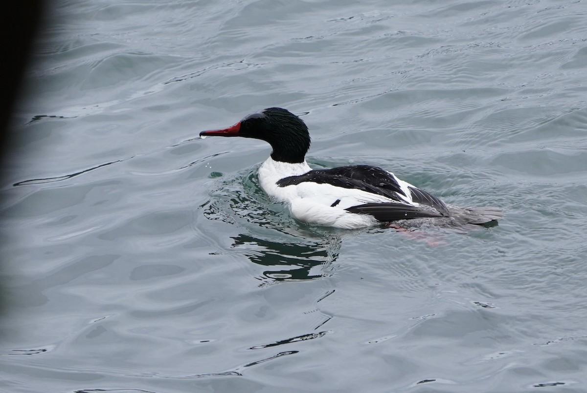 Common Merganser - ML567704811