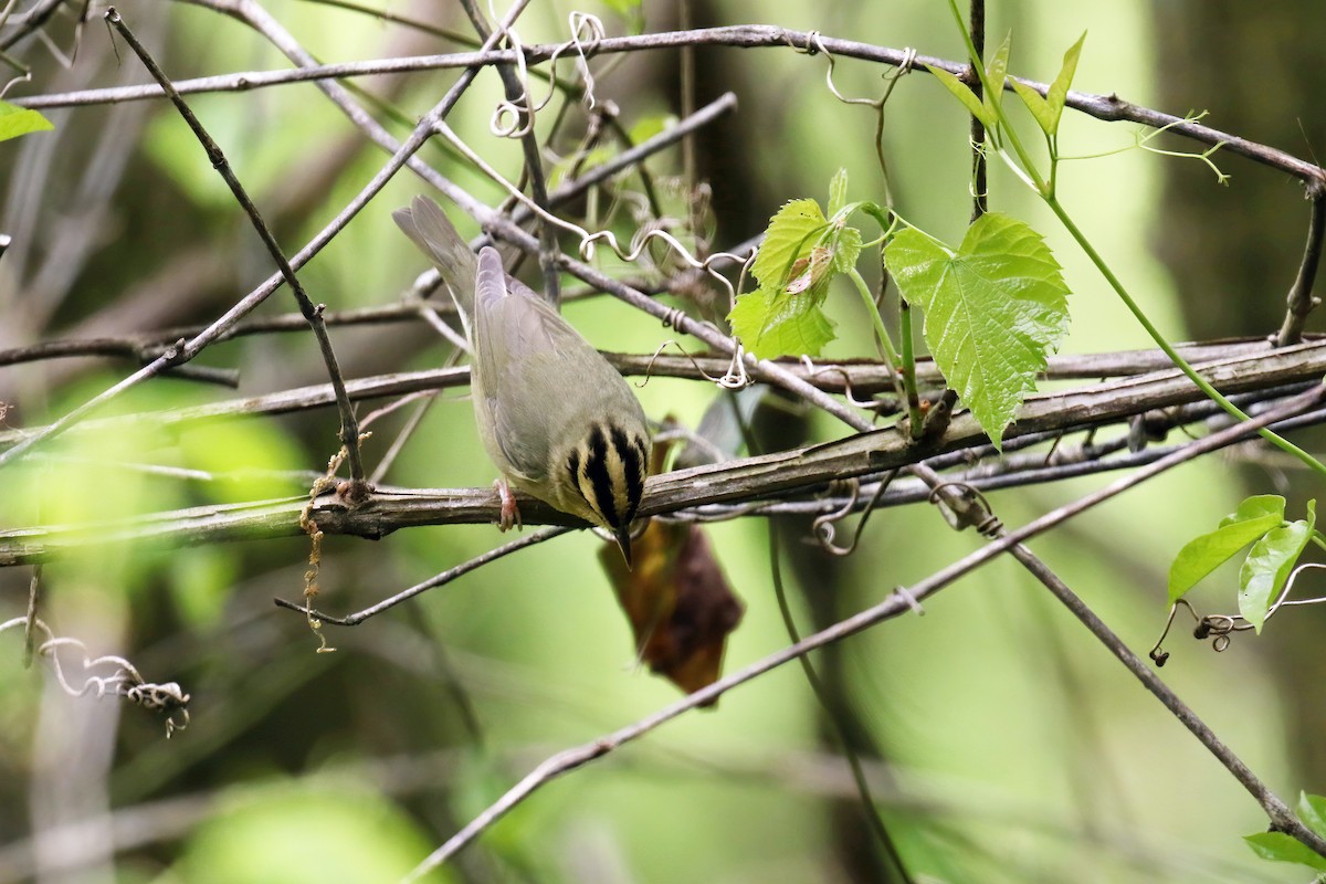 Worm-eating Warbler - ML567704871