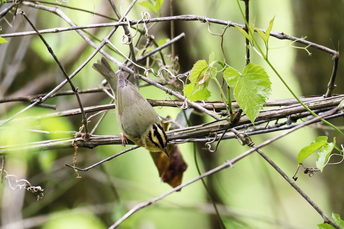 Paruline vermivore - ML567704891