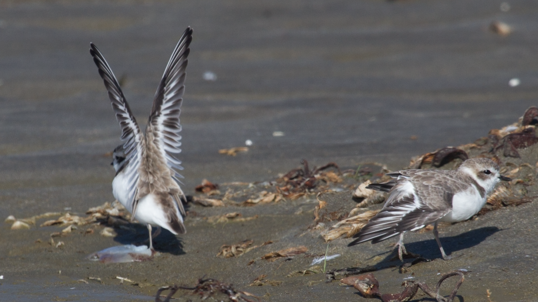 Snowy Plover - ML56770551