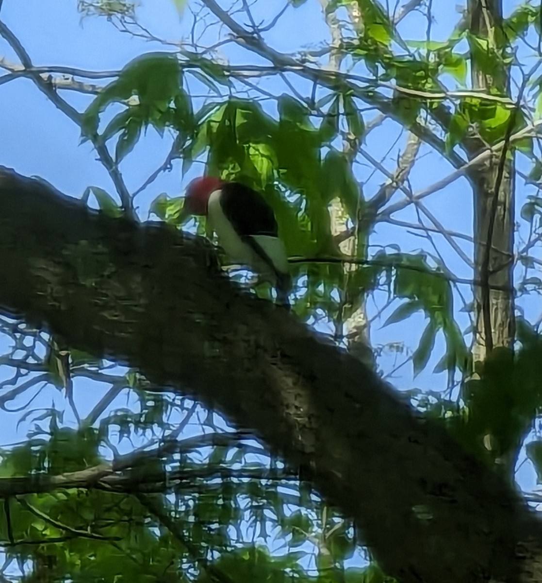Red-headed Woodpecker - ML567706171