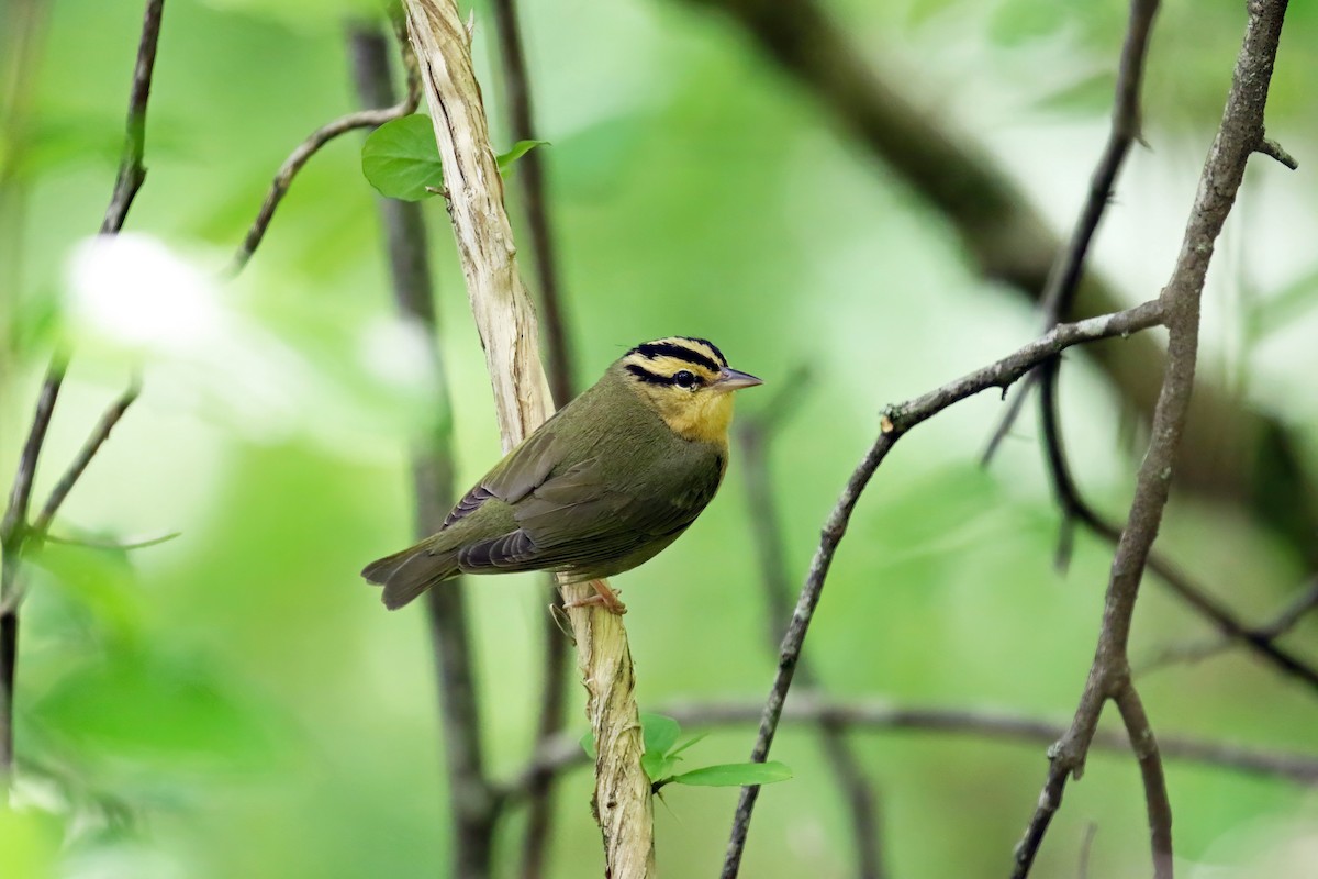 Worm-eating Warbler - ML567706331