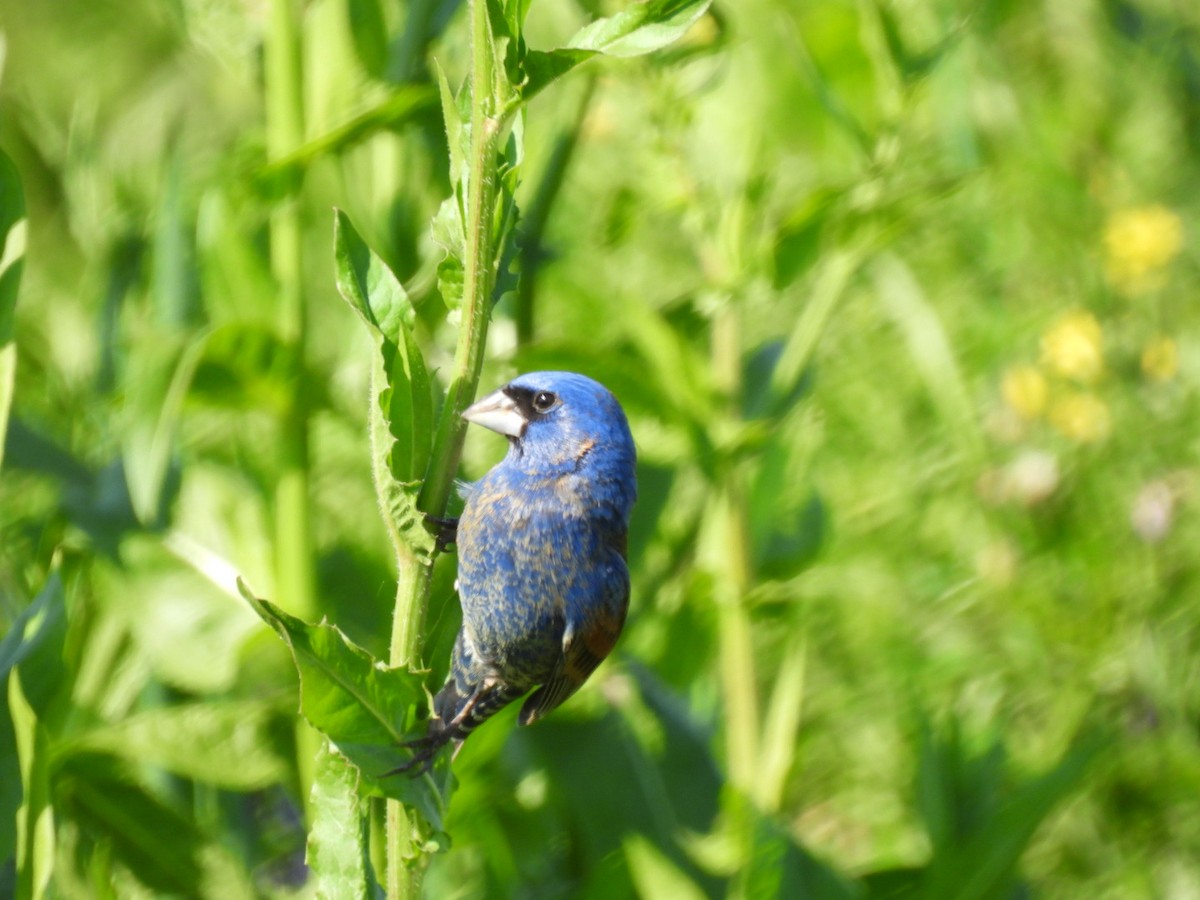 Blue Grosbeak - ML567706901
