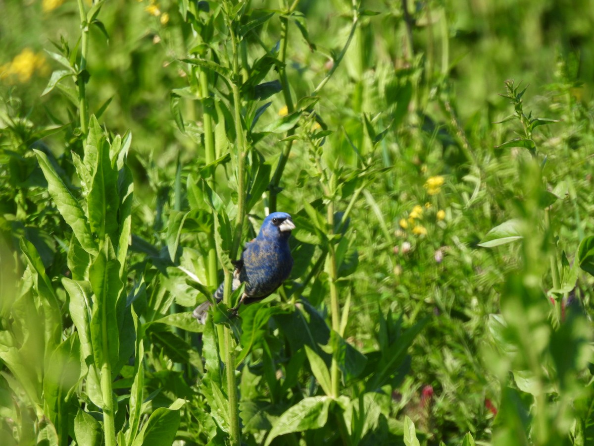 Blue Grosbeak - ML567706911