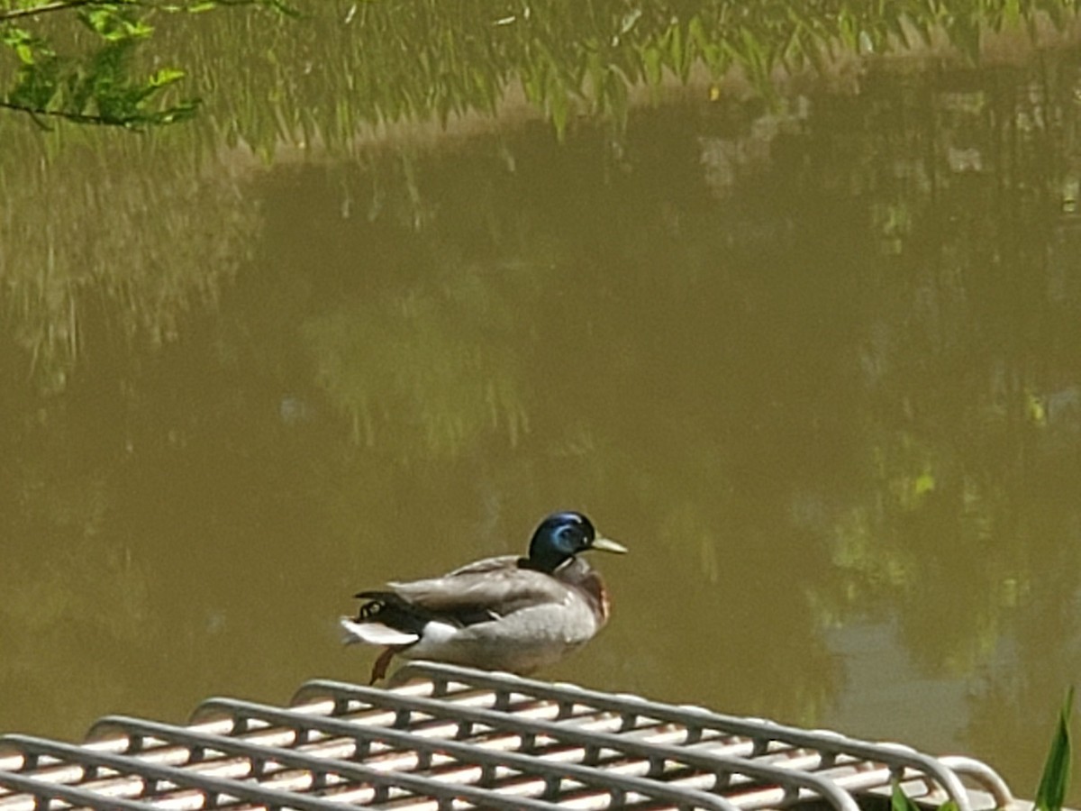 Mallard - ML567708081