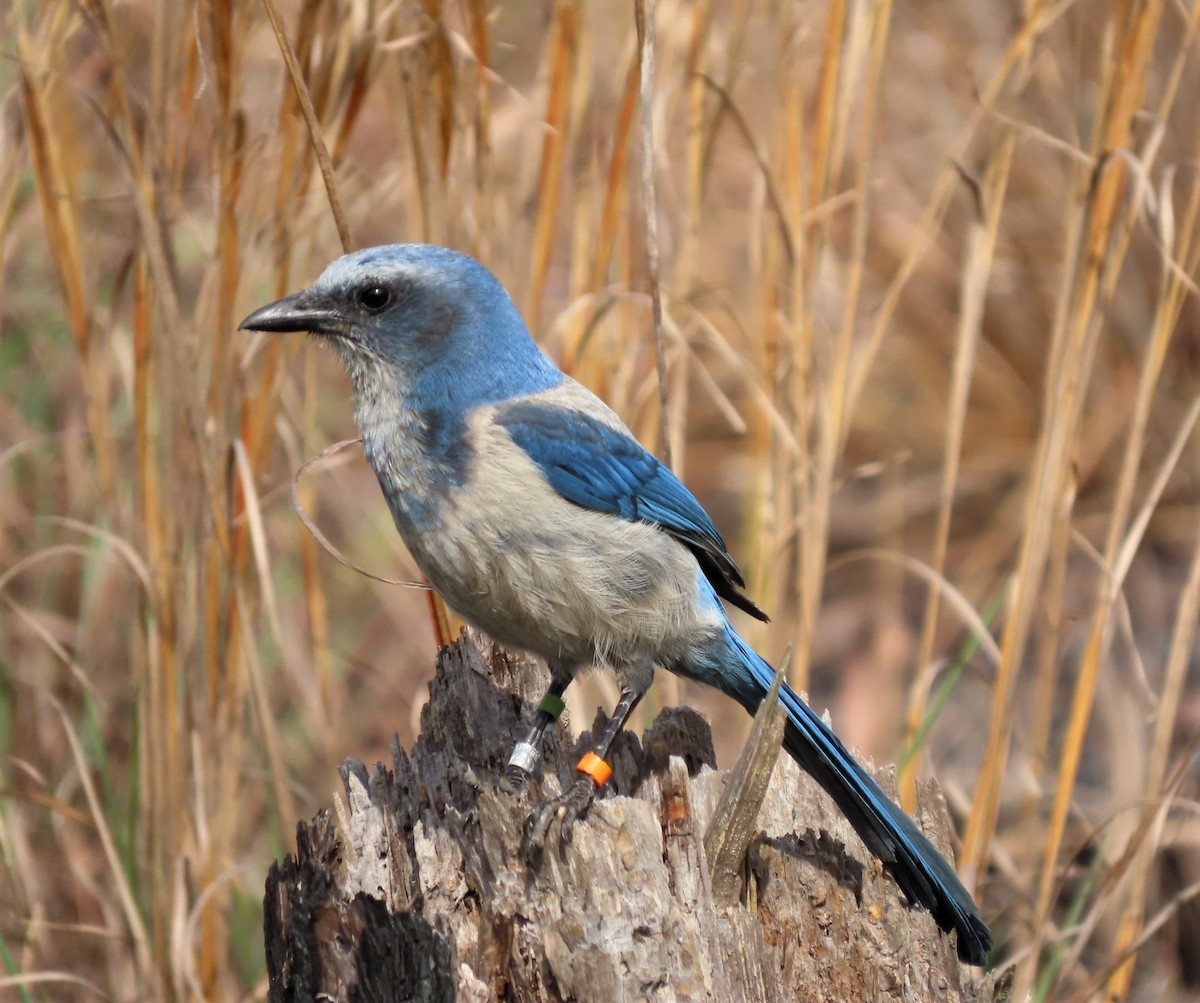 Florida Scrub-Jay - ML567708381