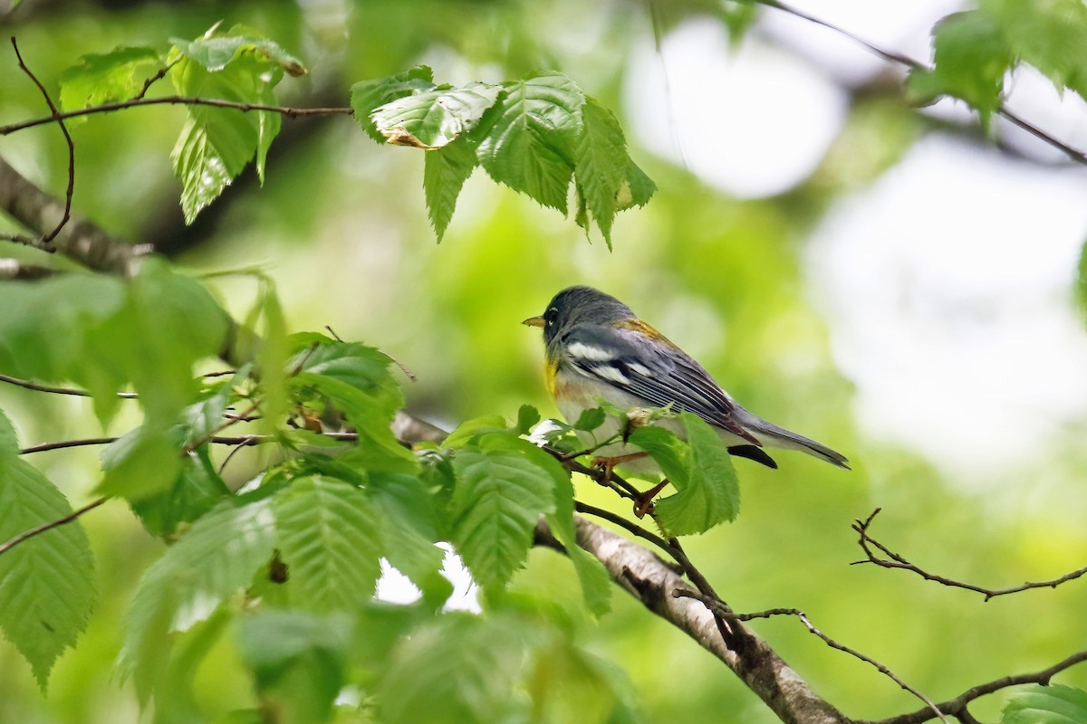 Northern Parula - ML567708531